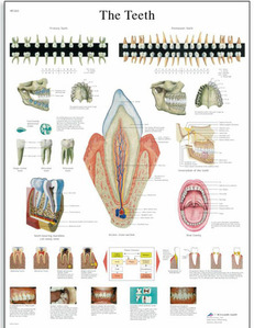 [3B]치아차트 VR1263UU(비코팅) The Teeth Chart /50 x 67 cm
