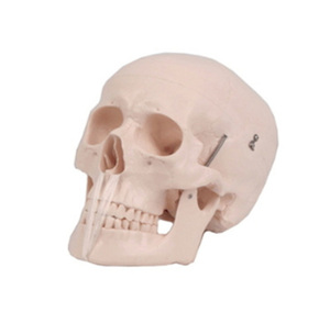[S3343] 두개골모형/ JSM-8 / 8분리 뇌포함, 턱 및 치아분리가능, 저가형