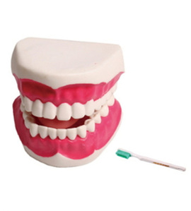 [S3343]  치아모형 (소)/ JSM-12/ 칫솔포함