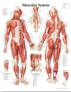 평면해부도(벽걸이) / 1100 /근육시스템/Muscular System / 사이즈   56cm ⅹ 71cm Paper
