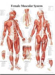 평면해부도(벽걸이) /  1101/여성근육 Female Muscular System/ 사이즈   56cm ⅹ 71cm Paper