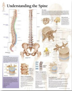 평면해부도(벽걸이)/ 1051/척추의 이해 Understanding the Spine /사이즈   56cm ⅹ 71cm Paper