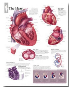 평면해부도(벽걸이)/ 1400 /심장차트The Heart /  사이즈   56cm ⅹ 71cm Paper