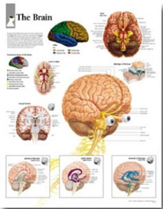 평면해부도(벽걸이)/1700 /뇌차트 The Brain/ 사이즈   56cm ⅹ 71cm Paper