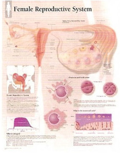 평면해부도(벽걸이)/ 5000/여성 생식시스템  Female Reproductive System /사이즈   56cm ⅹ 71cm Paper