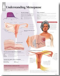 평면해부도(벽걸이)/ / 5500/폐경기의 이해 Understanding Menopause/사이즈   56cm ⅹ 71cm Paper