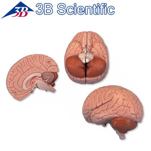 [3B] 2파트 뇌모형 C15 (15x14x17.5cm/0.82kg) Brain Model, 2 part