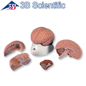 [3B] 4분리 고급뇌모형 C16 (14x14x17.5cm/0.66kg) Brain Model, 4 part