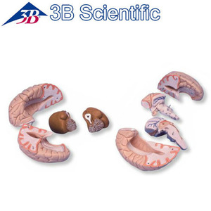 [3B] 8파트분리 뇌모형 C17 (14x14x17.5cm/0.85kg) Brain Model, 8 part 뇌의해부학적구조