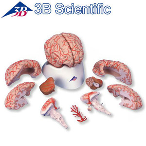 [3B] 9파트 동맥이있는 뇌모형 C20 (15x14x16cm/0.84kg) Brain with Arteries
