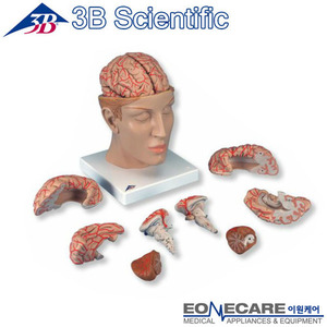 [3B] 8부분 신경 해부학적뇌모형 C25 (15x15x23cm/1.68kg) Brain with Arteries on Base of Head, 8 part