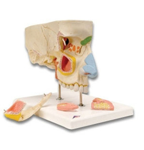 [3B] 부비강코모형 E20 (26x19x24cm/1.36kg) Nose Model with Paranasal Sinuses, 5 part