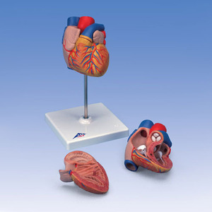 [3B] 심장모형 (G10) heart model,2-part