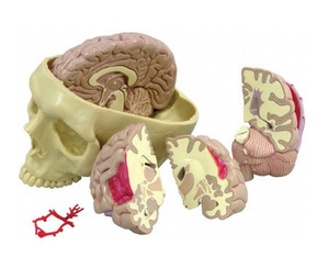 [GPI]4분리뇌와 두개골모형/G290/Brain and Partial Skull 290/뇌모형