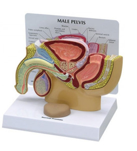 [GPI]남성 전립선모형/G355/남성 생식기모형/Male Pelvis with Prostate