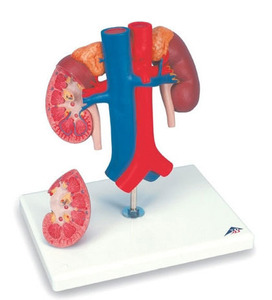 [3B] 2파트 혈관있는 신장모형 K22/1 (21x18x28cm/0.8kg) Kidneys with Vessels