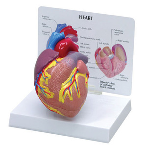 [GPI]심장모형(2 part)/G2500/심장구조모형