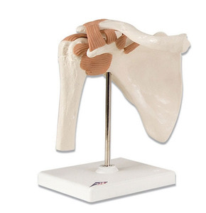 [3B] 어깨모형 A80 (16x12x20cm/0.4kg) Functional Shoulder Joint