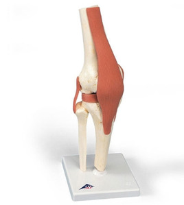 [3B] 고급형 슬관절모형 A82/1 (32cm/0.89kg) Deluxe Functional Knee Joint Model