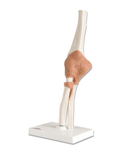 [3B] 팔꿈치 주관절모형 A83 (12x12x39cm/0.3kg) Functional Elbow Joint