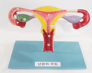 [S3140]  깨지지 않는 대형난관모형 (KIM1-11)  임신출산교육
