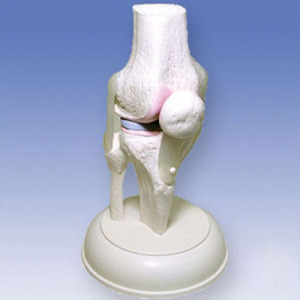 KNEE MODEL (OM003)/무릎관절
