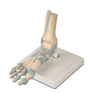 [3B] 인대표현 발골격 M34 (23x18x30cm/0.67kg)  Foot Skeleton Model with Ligaments
