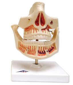 [3B] 성인치아모형 VE281 (16x12x13cm/0.58kg) Adult Dentures