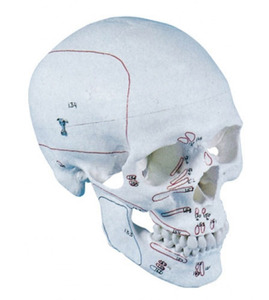 [Zimmer]3분리 두개골모형/4509 /model skull 3-partswith muscle marking