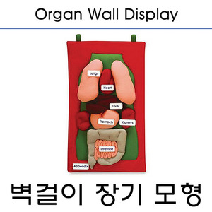 [매장출고] 헝겊으로 만든 인체 내부모형(벽걸이)organ wall(70249)/내부 장기모형  /ORGANTUNIC
