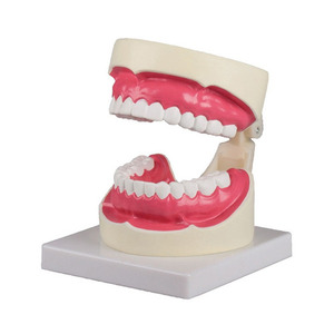 [SY] 1.5배 확대 치아모형 D217 (대형칫솔 포함)