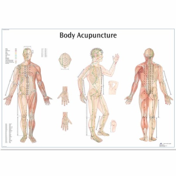 [독일3B] 침술차트  Body Acupuncture Chart VR1820L(코팅) 인체해부도