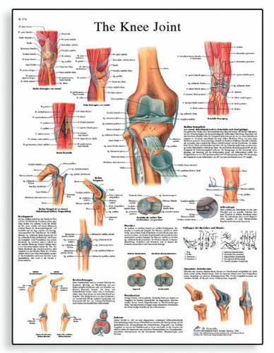 [독일3B] 무릎 관절차트 Knee Joint Chart VR1174L(코팅) 인체해부도