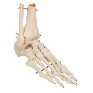 [3B] 발과 발목골격모형 A31 (7x16x22cm/0.3kg) 좌우랜덤