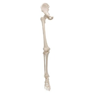 [3B] 다리골격모형 A36 (1.3kg) Leg Skeleton with hip bone 좌우선택
