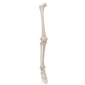 [3B] 다리골격모형 A35 (1kg) Leg Skeleton 좌우선택