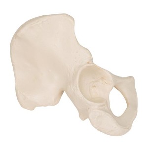 [3B] 엉덩이뼈모형 A35/5 (0.23kg) Hip Bone