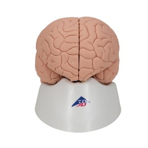 [3B] 2파트 기본형뇌모형 C15/1 (15x14x17.5cm/0.5kg) Introductory Brain Model, 2 part