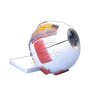 눈의 구조 모형 (6part) EBK-C0001(EBK3-327) 6배확대사이트 눈모형 안구모형