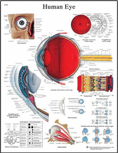 [3B]눈차트 안구차트 VR1226L(코팅)/VR1226UU(비코팅) Human Eye Chart /50 x 67 cm