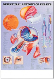 3D해부도( 벽걸이 )/ 9693 /눈의 구조/( STRUCTURAL ANATOMY OF THE EYE )