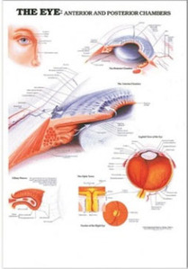 3D해부도( 벽걸이 )/9694/안과챠트/ (THE EYE : ANTERIOR AND POSTERIOR CHAMBERS