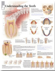 평면해부도(벽걸이)/ 2300/치과챠트/ Understanding the Teeth/ 사이즈   56cm ⅹ 71cm Paper