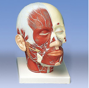 [3B] 근조직과 신경 모형 VB129 (24x18x24cm/1.2kg) Head Musculature additionally with Nerves
