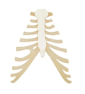 [3B] 늑연골 포함한 흉골 모형 A69 (0.26kg) num with rib cartilage